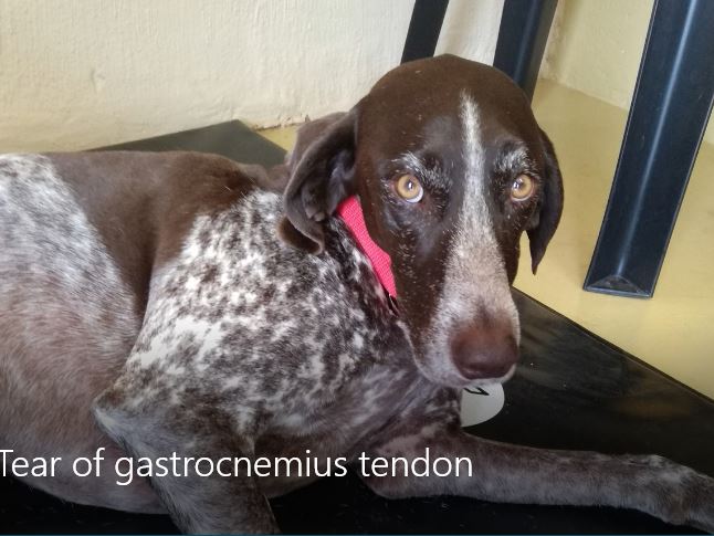 'Abby' the German Shorthaired Pointer 0