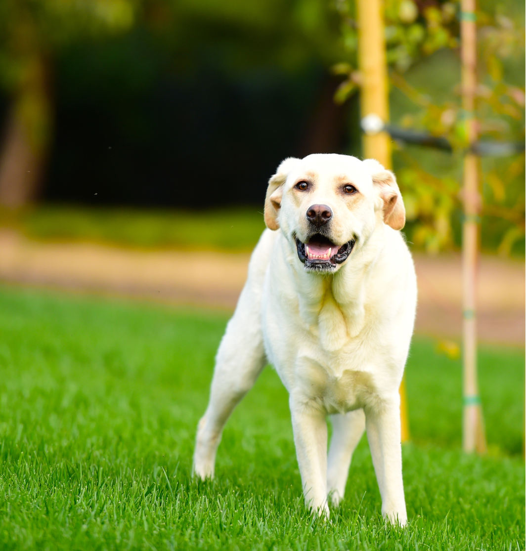'Bella' the Labrador