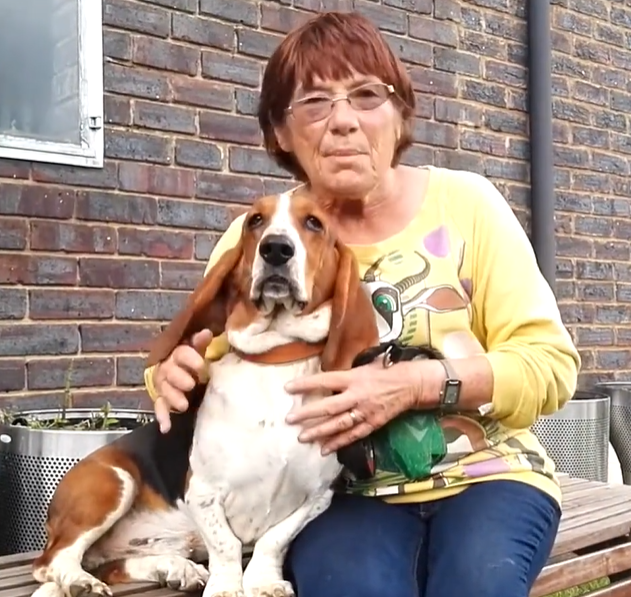 'Bertie' the Bassett Hound 0
