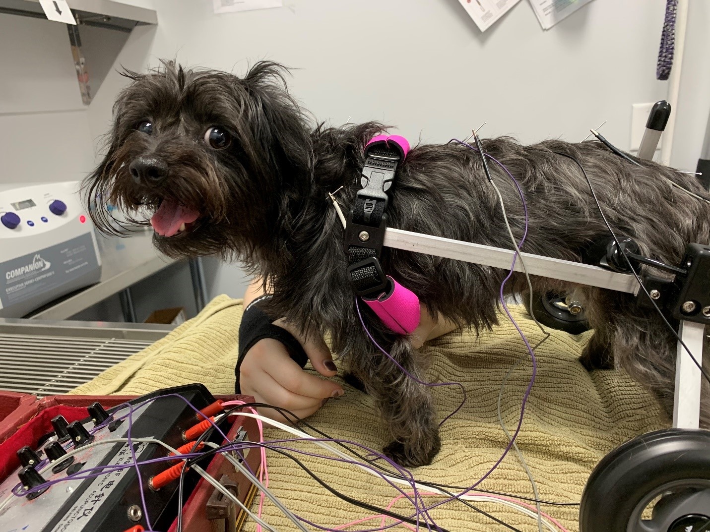 'Bitsy' the Mixed Terrier