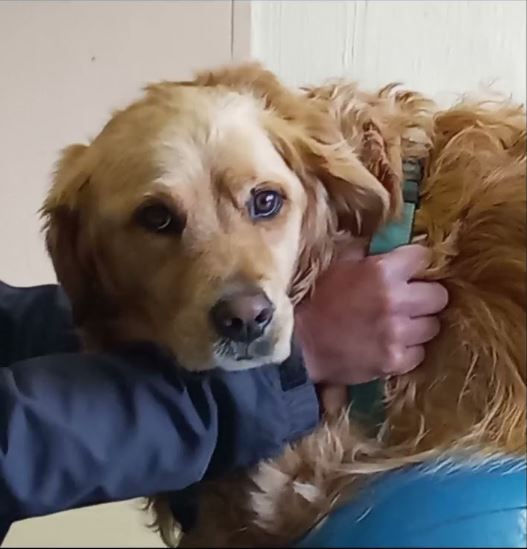 'Maggie' the Golden Retriever