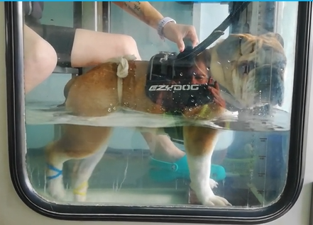 'Riley' the Bulldog Pup