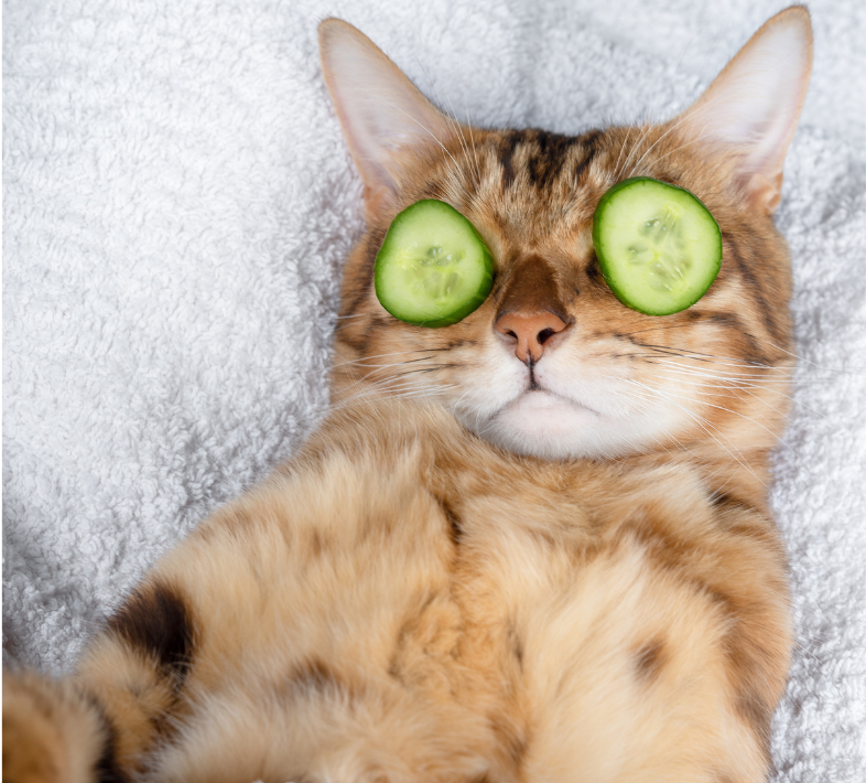 10 ways You Can Use Complementary Medicine and Therapeutics to Help Your Companion Stay Calm and Happy