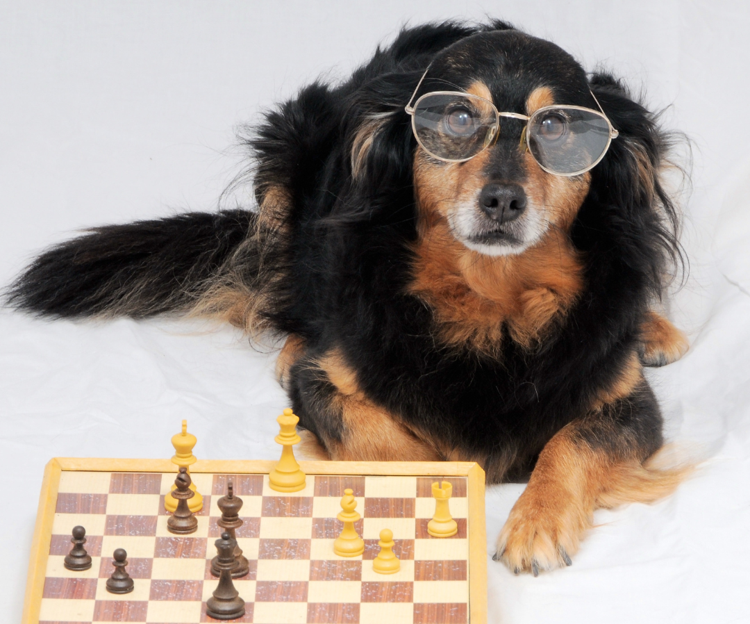 An Integrative Approach to Canine Cognitive Dysfunction