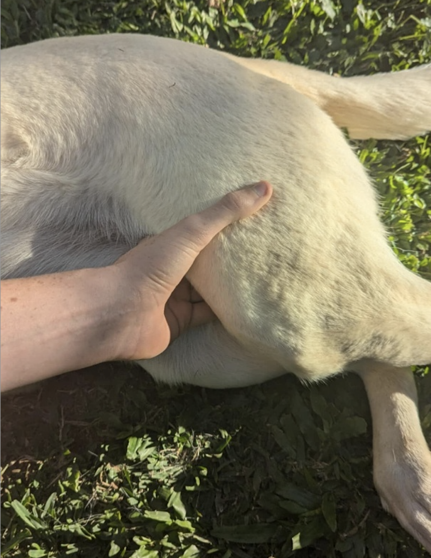 Basic Pulse Diagnosis: The Key to Maximum Efficacy