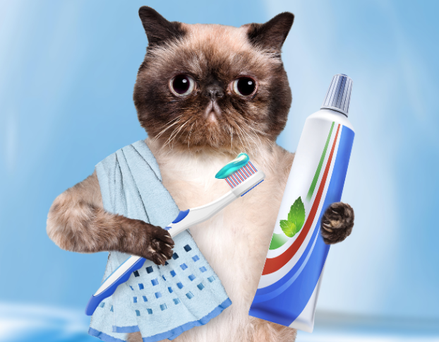 Dental Disease + Stomatitis: Vets in the Trenches