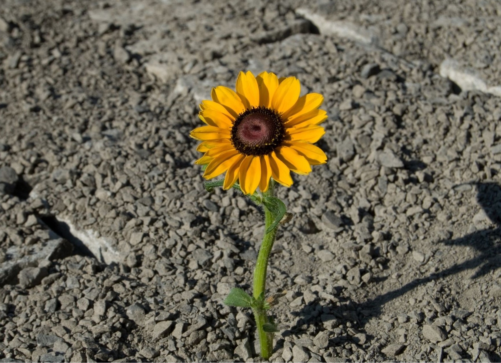 Building Resilience - Connecting to the Heart of Practice