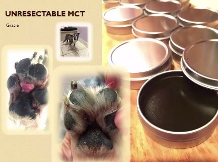 Canine Mast Cell Tumors: Overview of Conventional Treatments and Integrative Therapy 