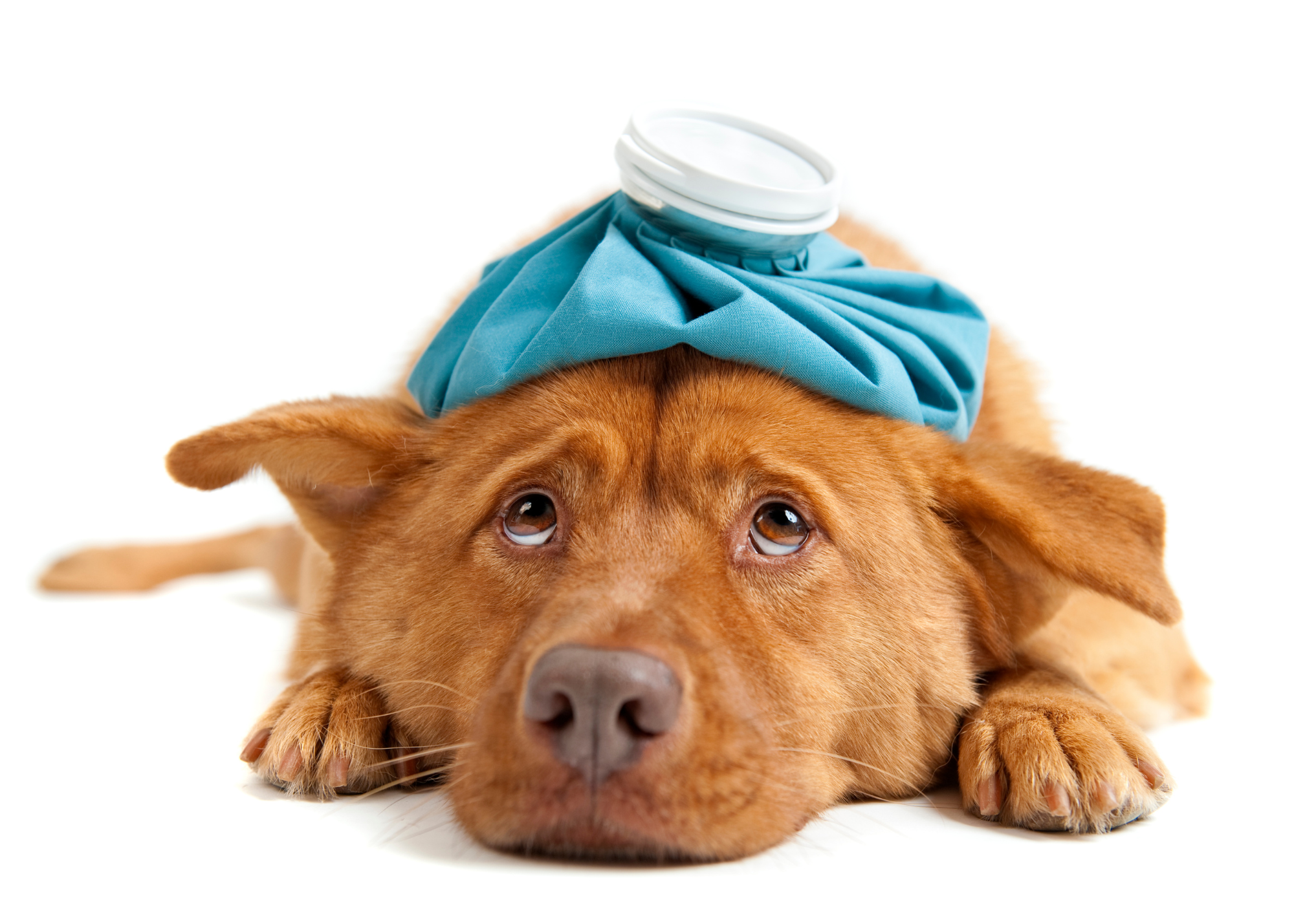 Canine Splenic Hemangiosarcoma: Overview of Current Conventional Treatments and Integrative Therapy  