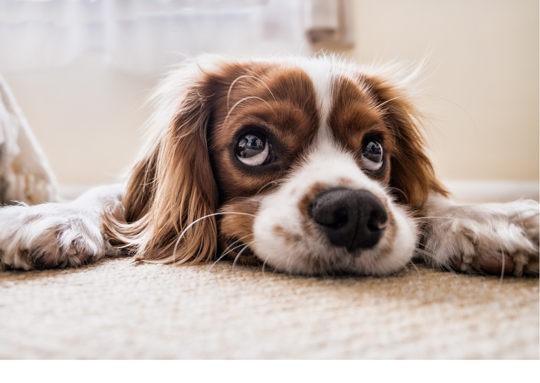 Chinese Herbs for Seizures and Vestibular Disease