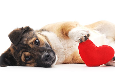 Congestive Heart Failure: An integrative approach