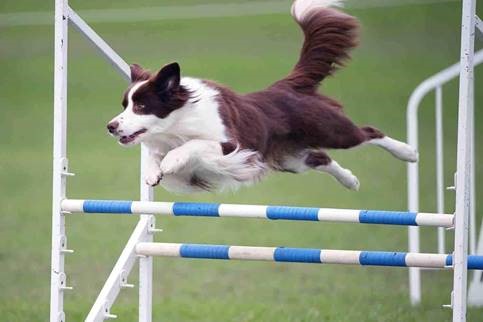 Conservative Management of Cranial Cruciate Ligament Disease