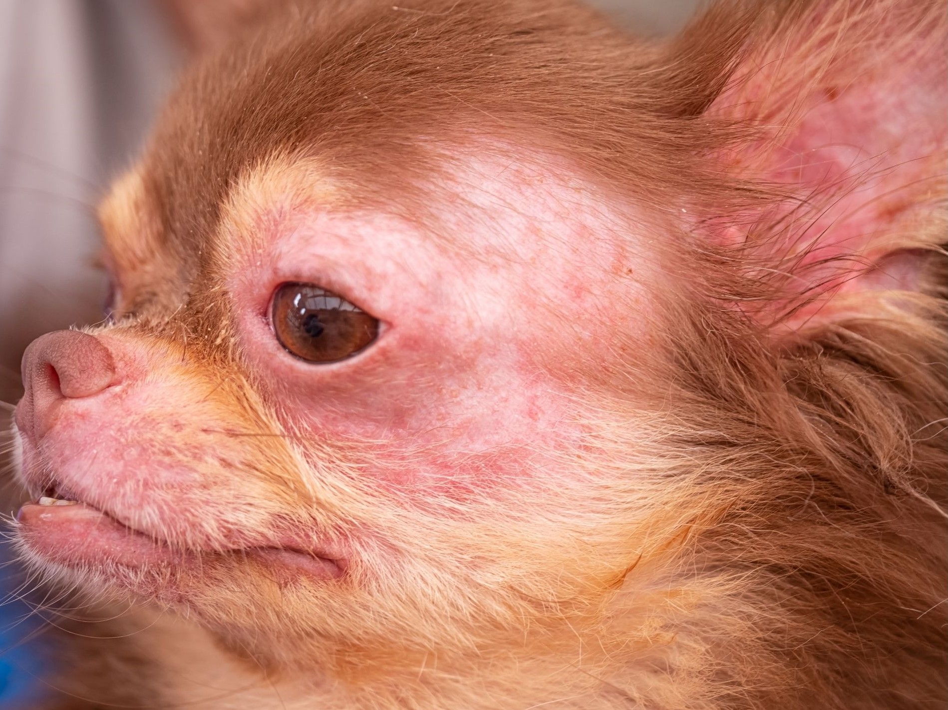 Dermatological Dilemmas