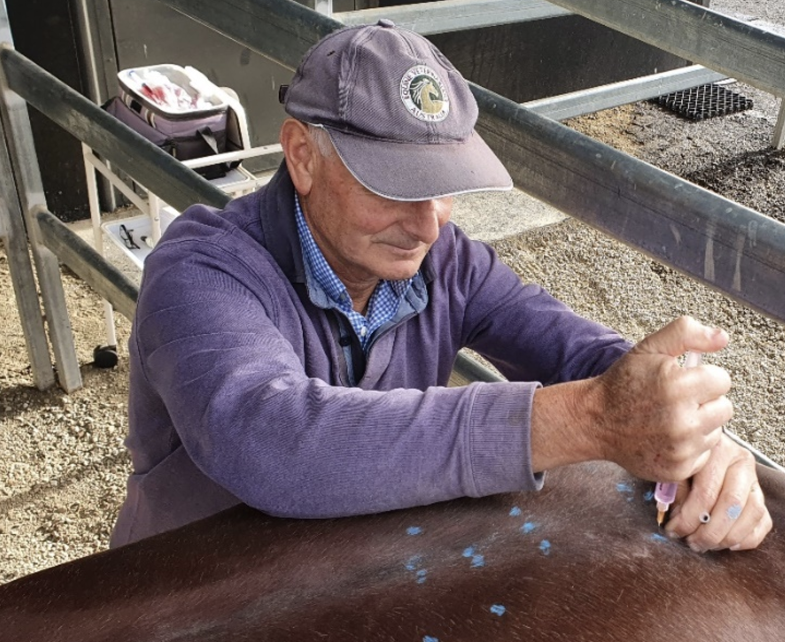 Diagnosing and Treating Enthesial Strain with Dextrose Prolotherapy in Dogs and Horses