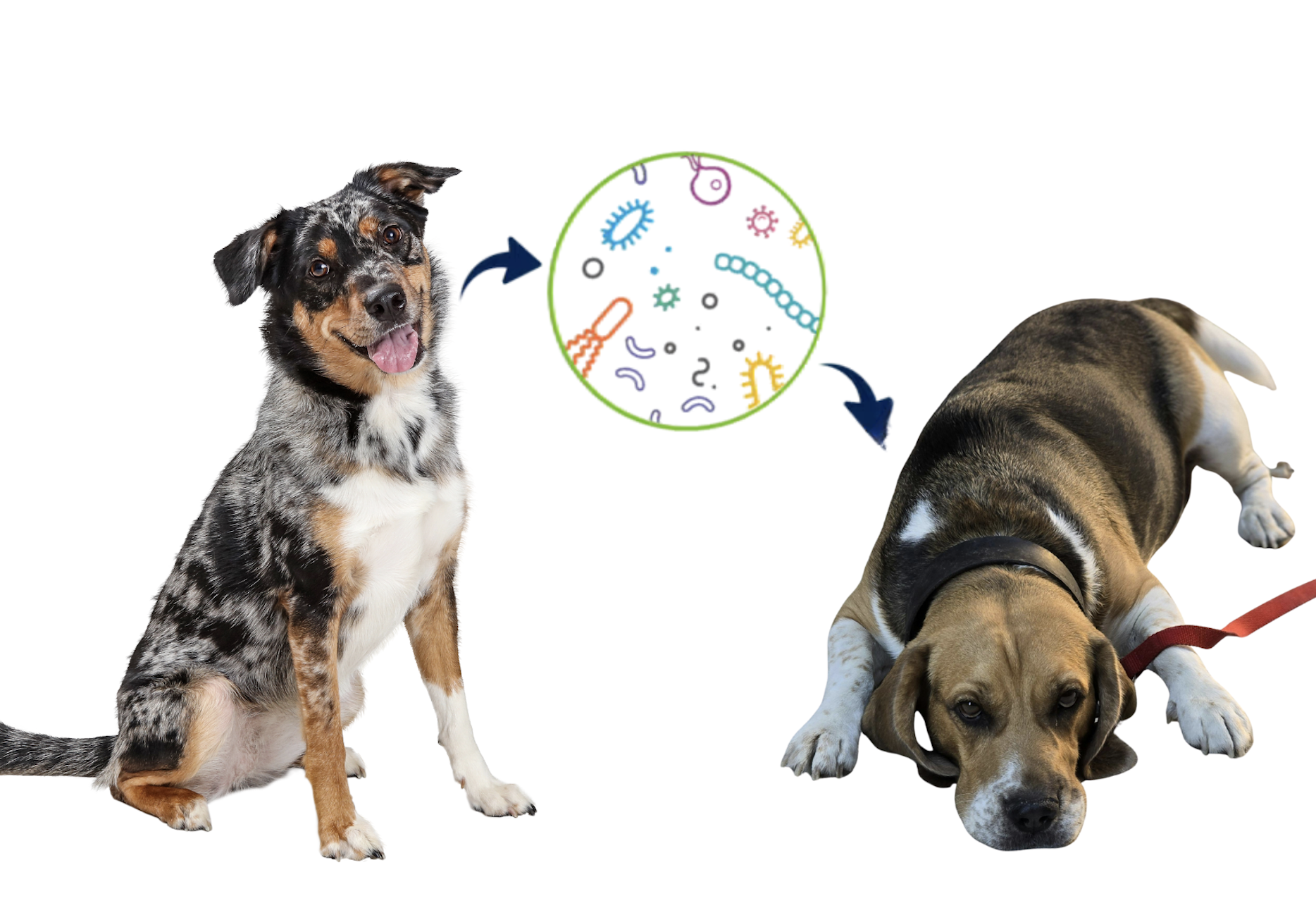 Fecal Microbiome Transplant