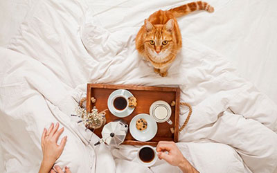 Feeding the Finicky Cat