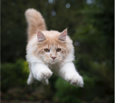 Feline Diets, Biochemistry and Behavior