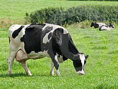 Gastro-intestinal Herbal Medicines including Homeopathic Medicines for Ruminants