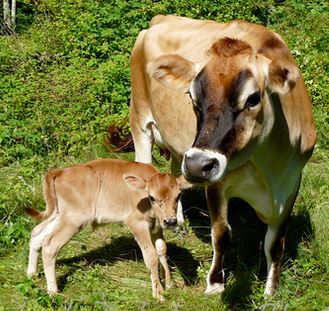 Herbal Support for Healthy Reproduction; with special attention to the Ruminant