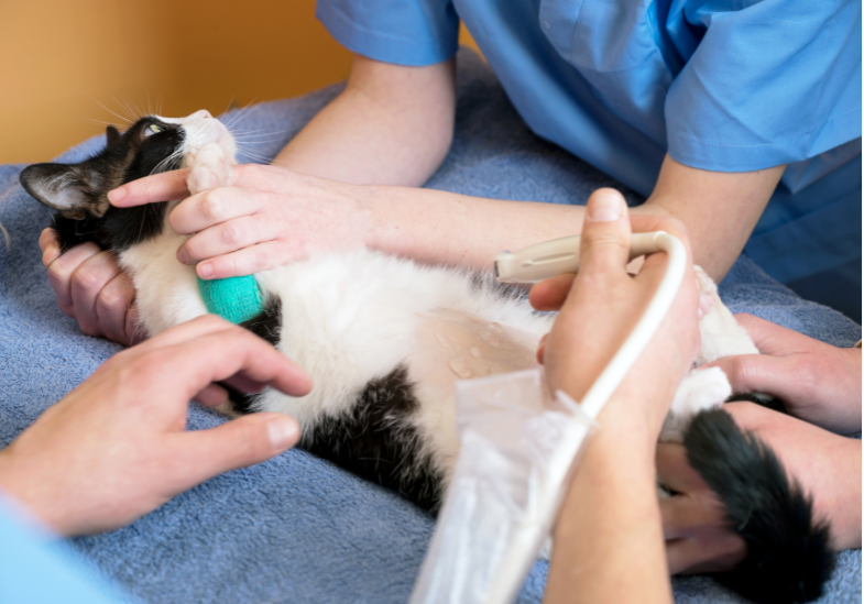 How to Integrate TCVM in Emergencies for Small Animals 