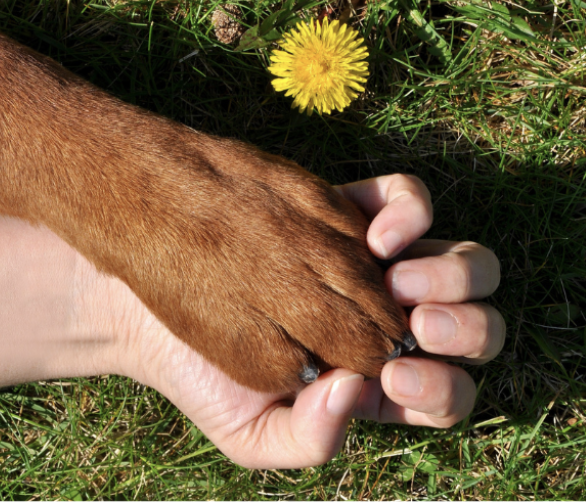 Introduction to CALM