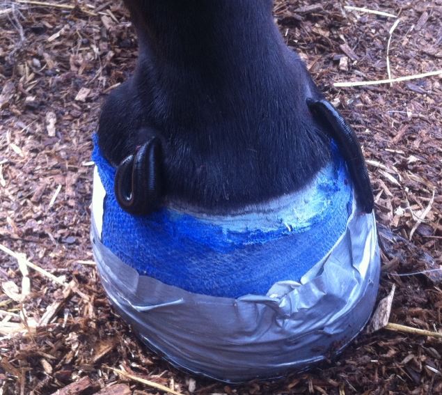 Introduction to Veterinary Hirudotherapy