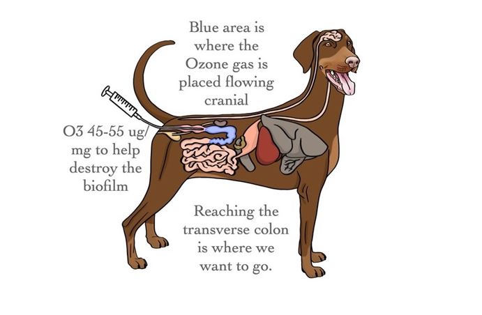 Micro Biome Restorative Therapy
