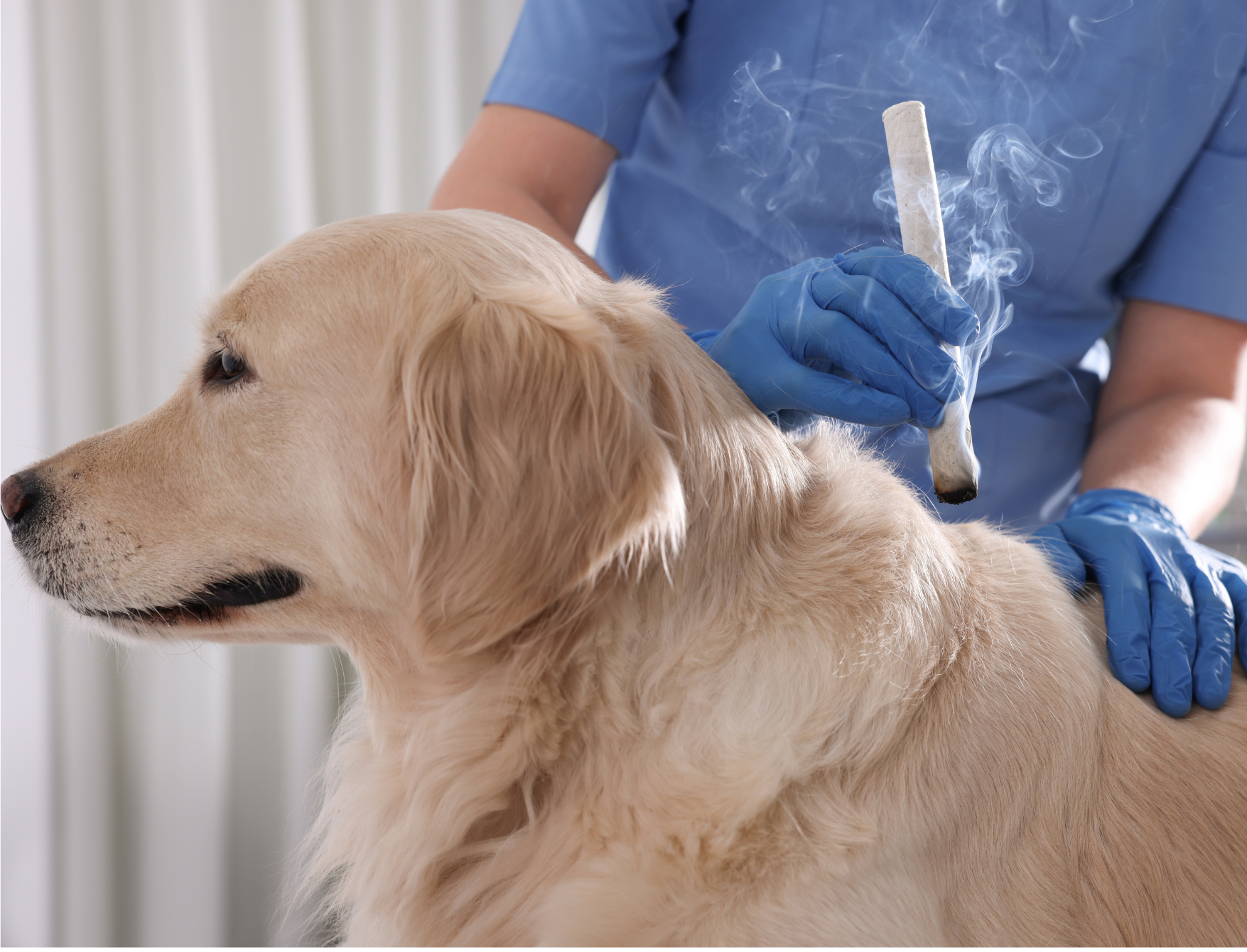 Moxa - Natural Heat Therapy And How It Can Enable Healing