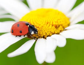 Plant Intelligence and Zoopharmacognosy