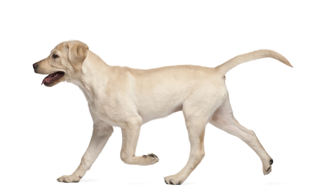 Rear Limb Awareness in the Juvenile Dog