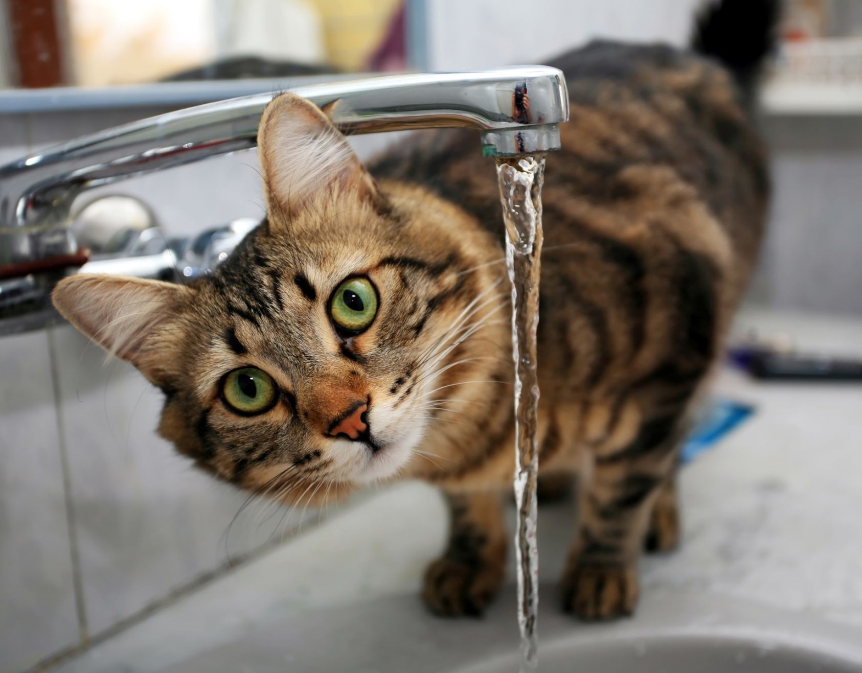 Chinese Herbal Management of Renal Disease