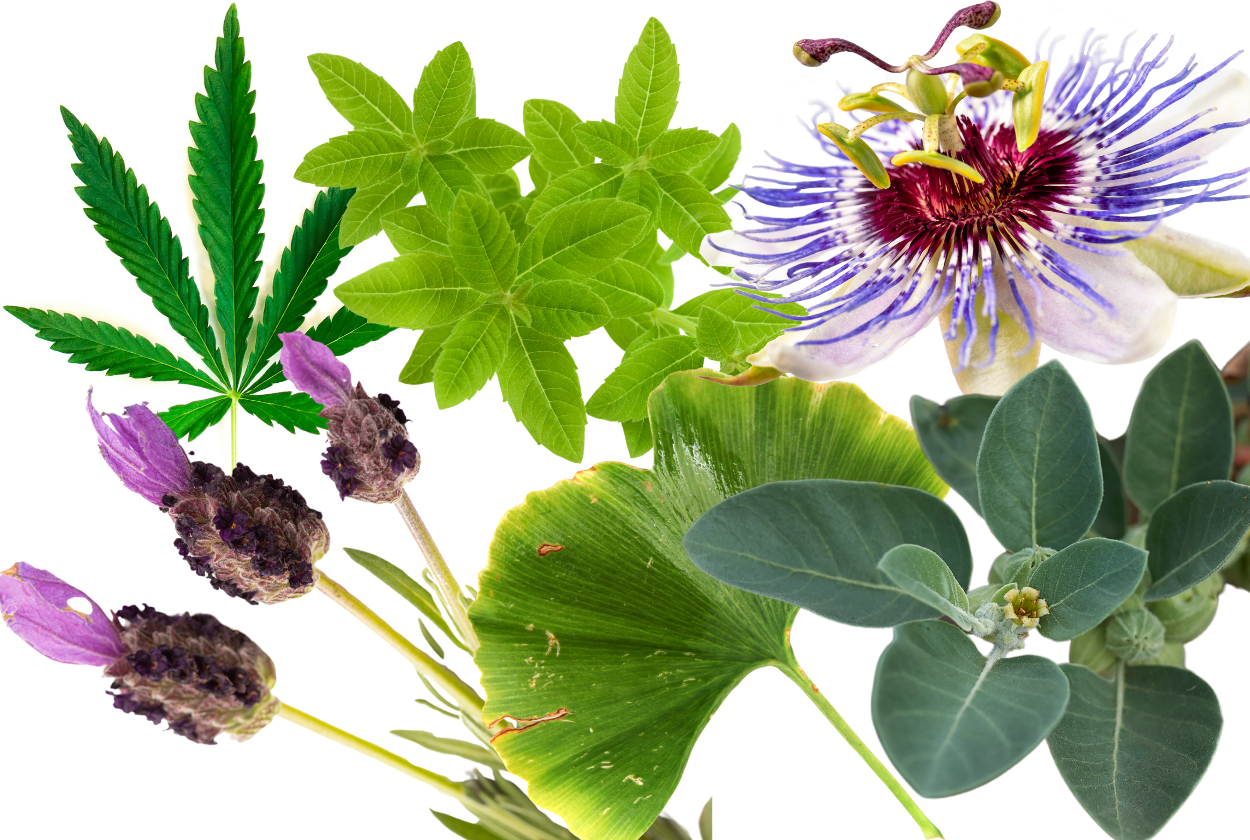 Seizing Control : Exploring Nervines as Adjuncts in Veterinary Epilepsy Management