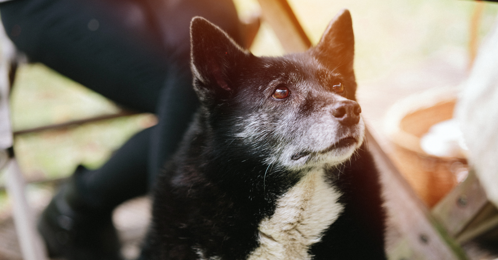 Supporting Geriatric Health with Diet and Herbs