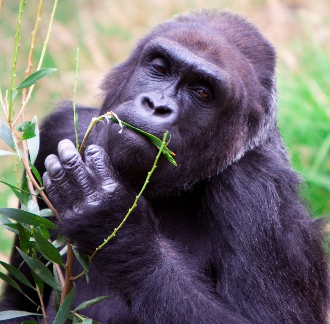 The Evolution of Animal Self-Medication