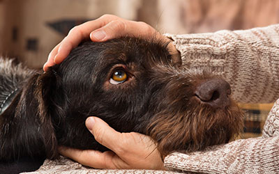 The Human Animal Bond: Applying it To Your Integrative Practice