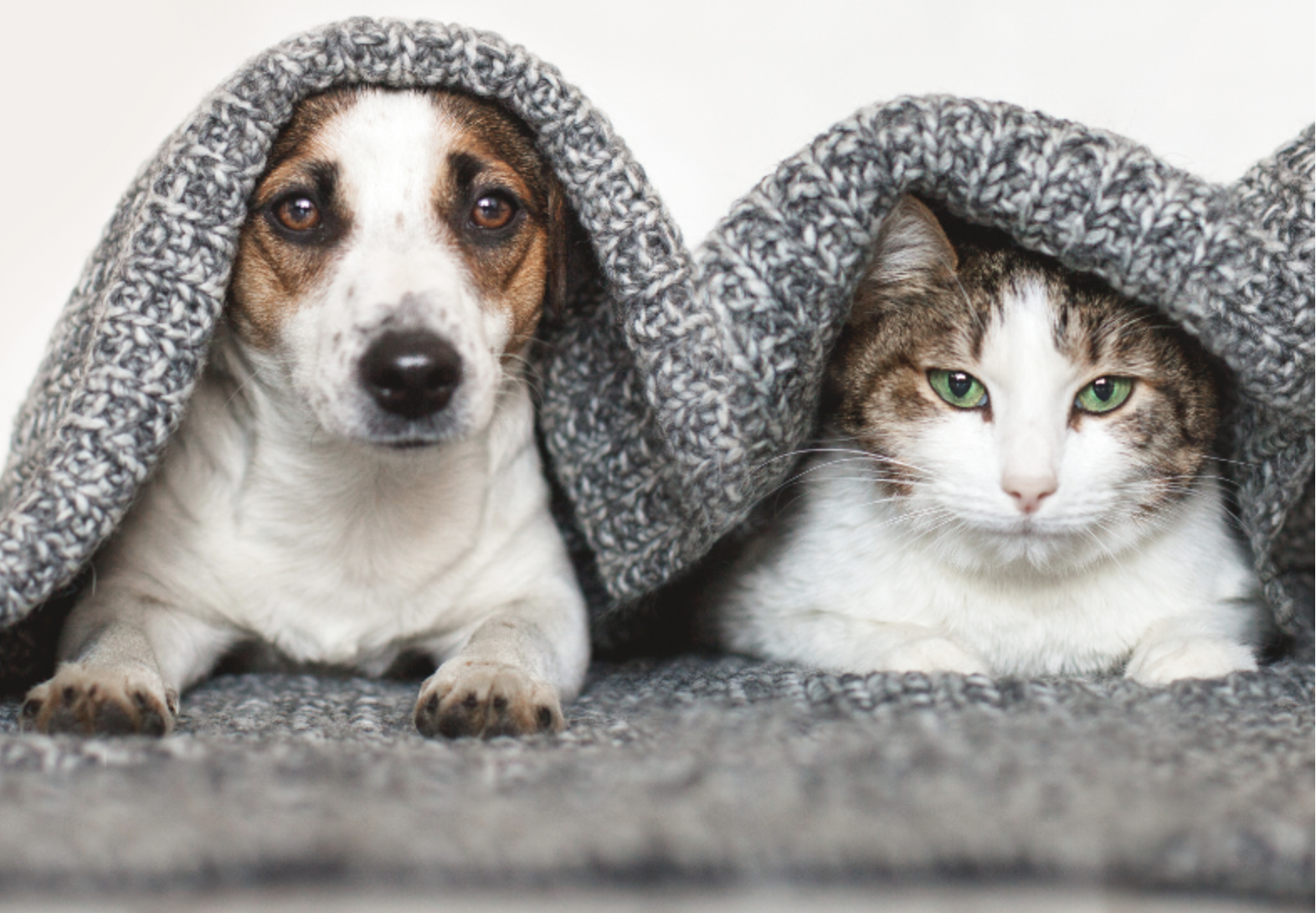 Treating Dogs and Cats with Liver Disease Using Natural Diet and Western Herbs 