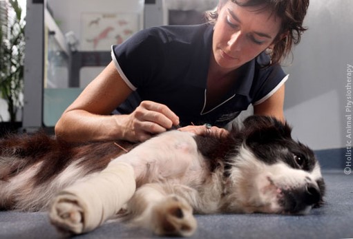 Treating Neurologic and Musculoskeletal Disease with Acupuncture