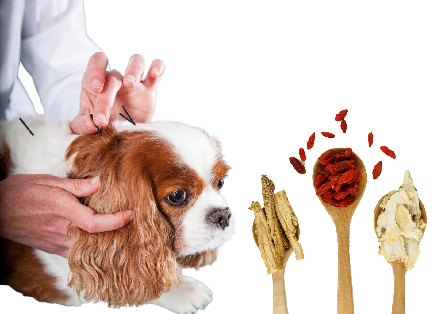 Treating the Triad: How to Use Acupuncture and TCM to Help Patients with Concurrent Liver, Kidney and Spleen Patterns 