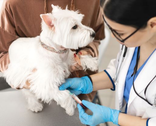 Vaccine Titer Testing