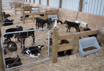 Western Herbs in the Treatment of Respiratory Disease