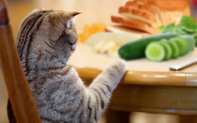 What in the Name of Foods are Cats Swallowing?