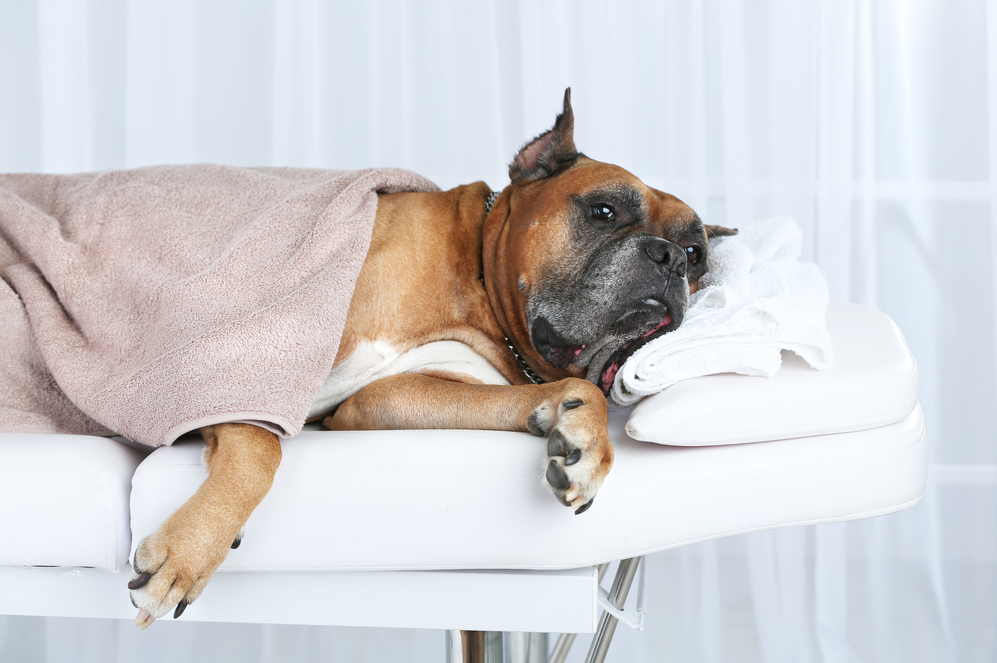 What is Animal Chiropractic?